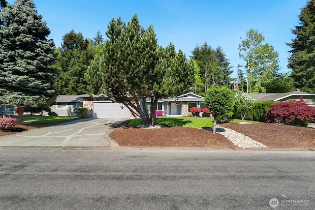 15221 42nd Ave E, Tacoma, WA 98446 - view of property hidden behind natural elements featuring driveway, a garage, and a front yard