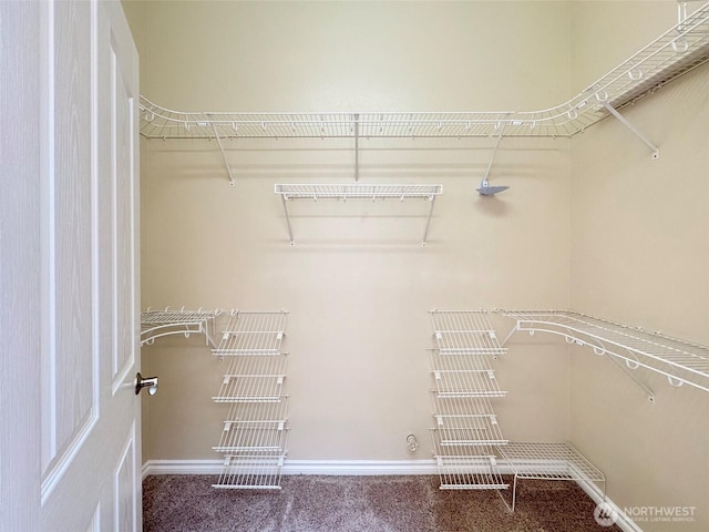 walk in closet featuring carpet