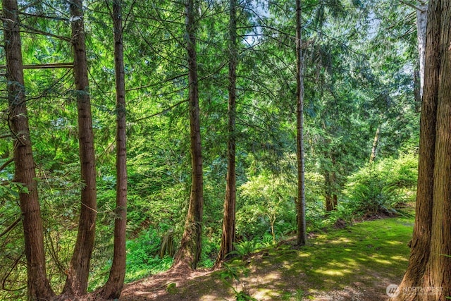 view of woods