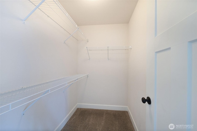 spacious closet with carpet flooring