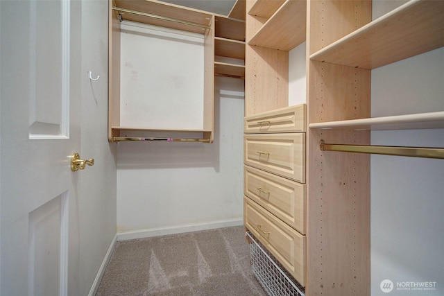 walk in closet with carpet flooring