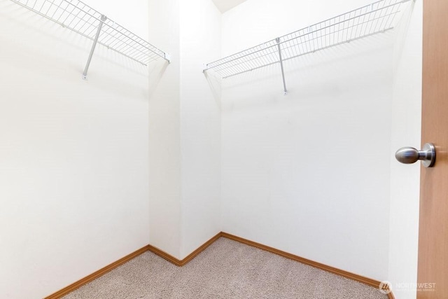 walk in closet with carpet flooring