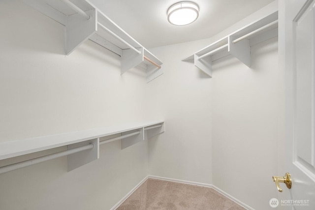 spacious closet featuring carpet