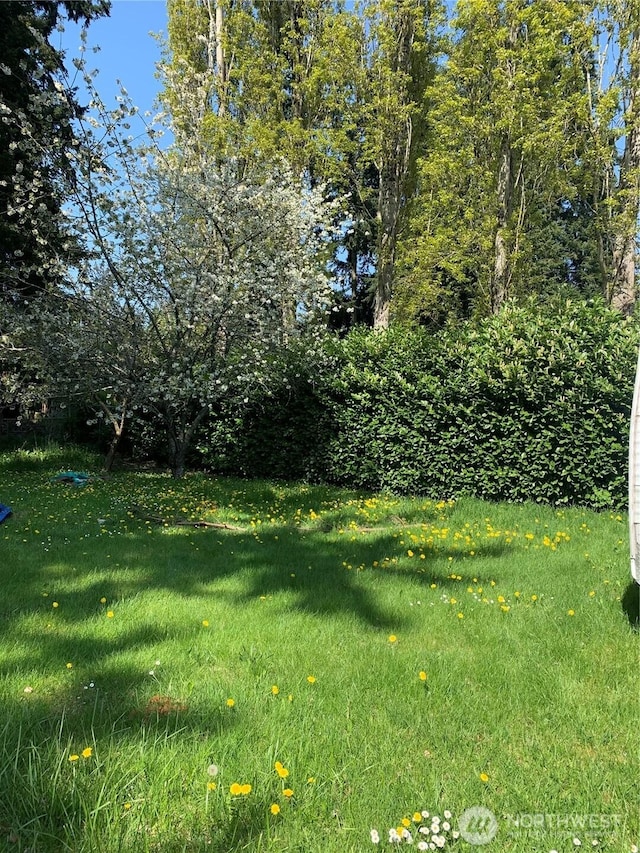 111 3rd St, Port Hadlock, WA 98339 - view of green lawn