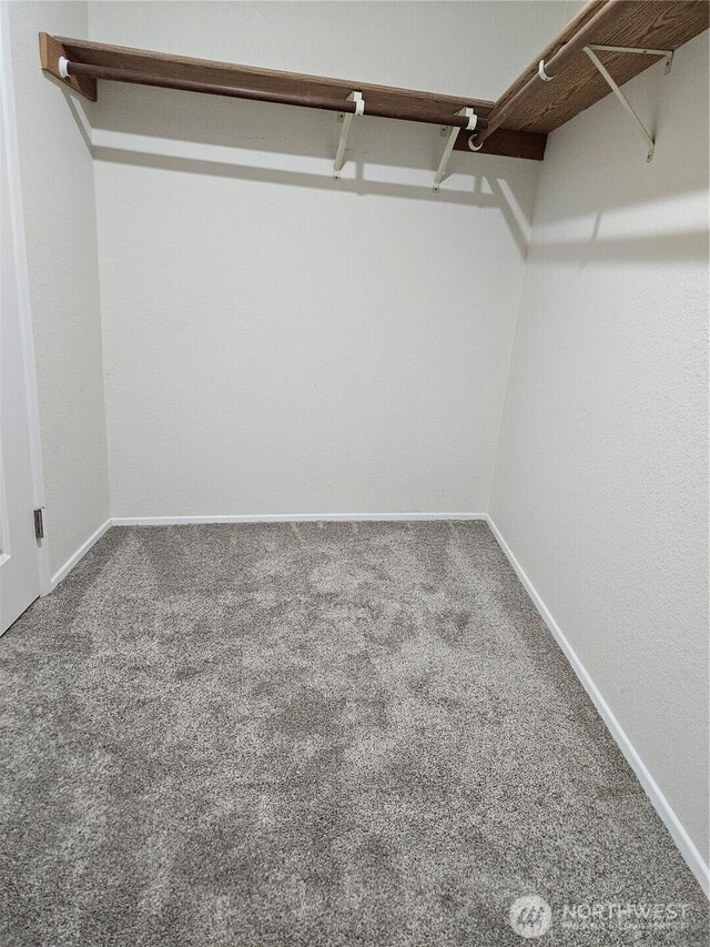 walk in closet featuring carpet