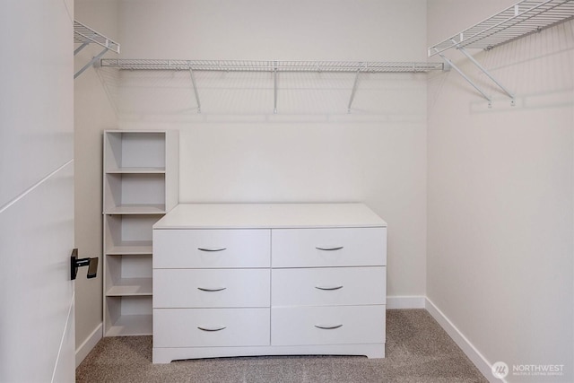 walk in closet featuring carpet flooring