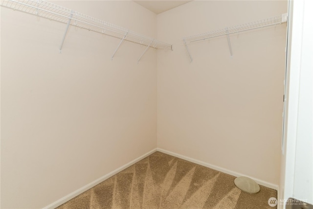 walk in closet with carpet flooring
