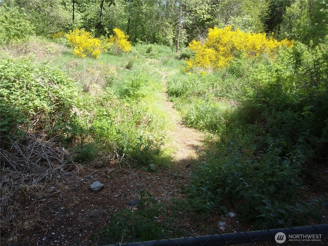 view of woods