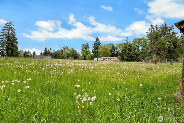 view of local wilderness