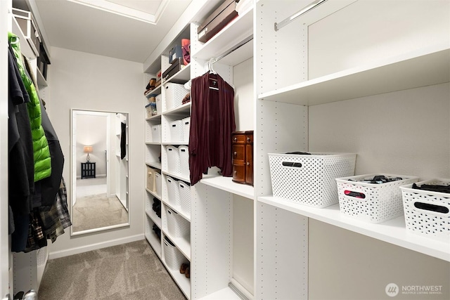 spacious closet with carpet flooring