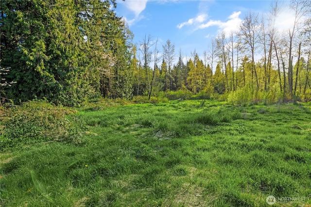 view of local wilderness