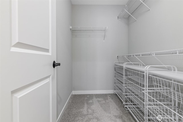 spacious closet with carpet flooring