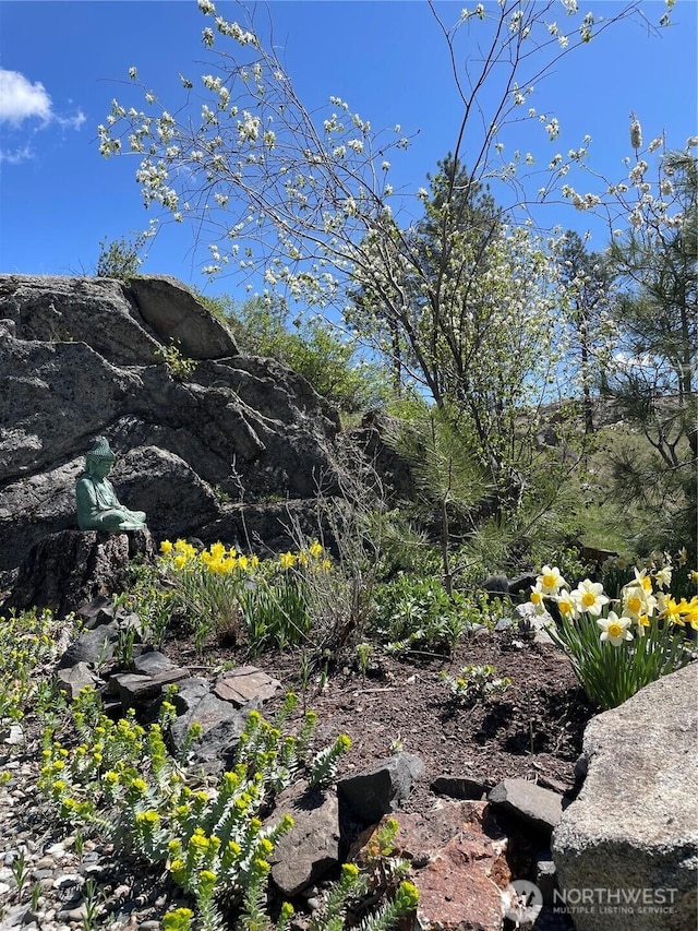 view of local wilderness