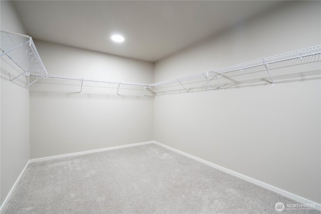 walk in closet with carpet flooring
