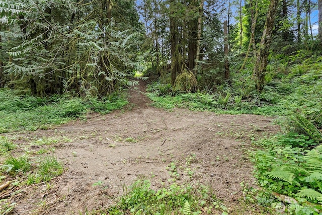 view of woods