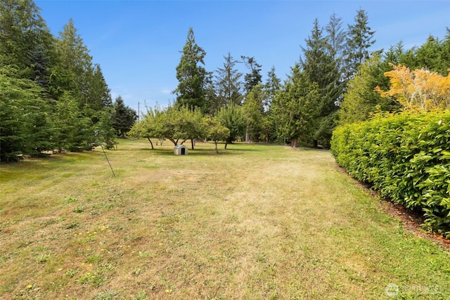 view of green lawn