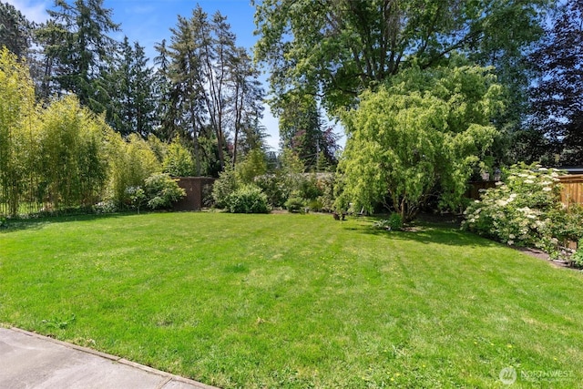 10051 45th Ave NE, Seattle, WA 98125 - view of yard
