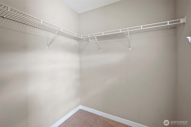 spacious closet featuring carpet floors