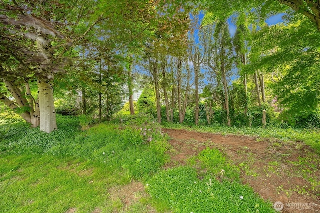 924 Pine St, Lynden, WA 98264 - view of nature