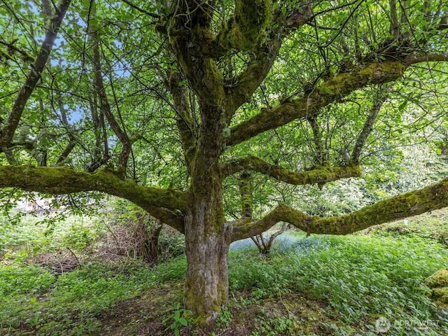 8711 Bowdoin Way, Edmonds, WA 98026 - view of wooded area