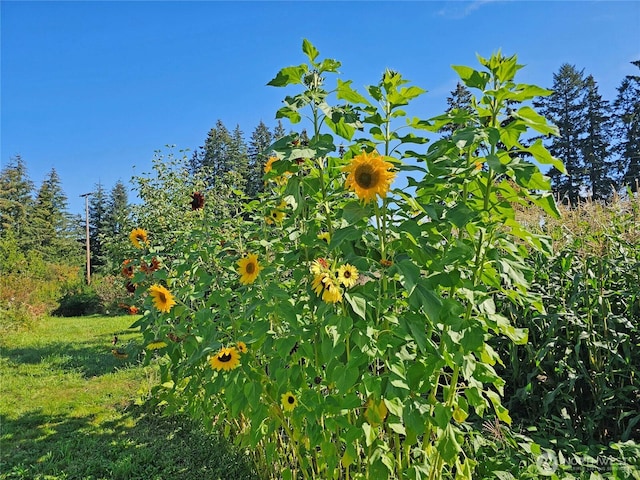 9 Craftdale, Oakville, WA 98568 - photo 31