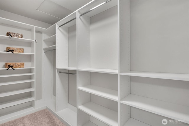 spacious closet featuring carpet floors