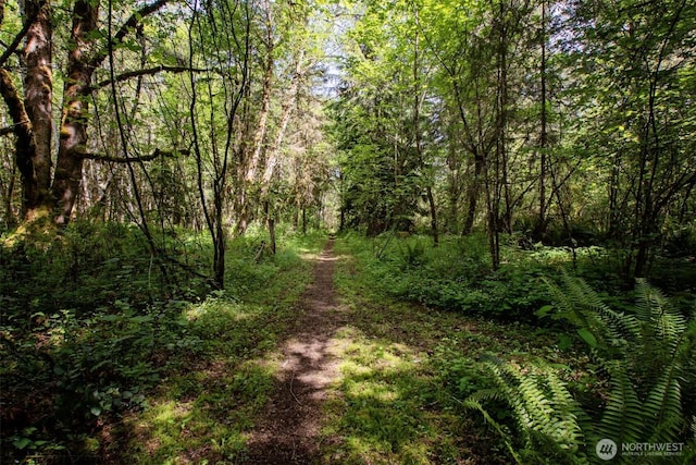 view of woods
