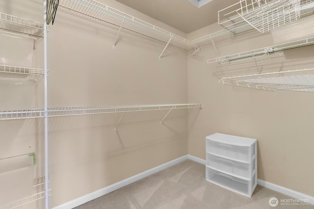 walk in closet with carpet floors