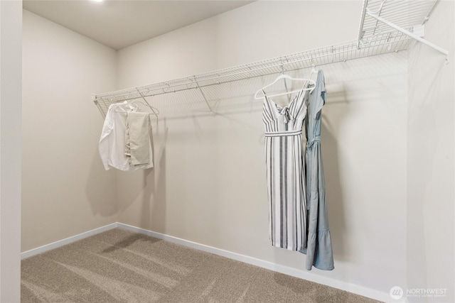 walk in closet featuring carpet floors