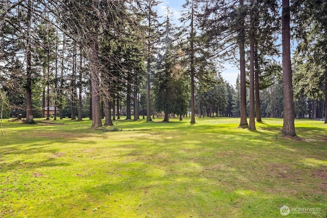 1478 159th Pl NE, Bellevue, WA 98008 - view of green lawn