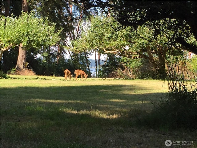 11600 32nd St NW, Gig Harbor, WA 98335 - photo 11
