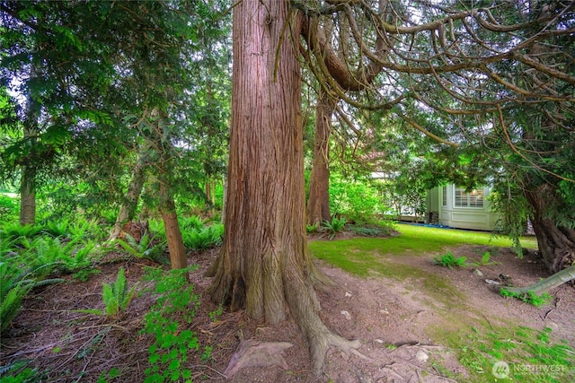 5426 Quail Run, Blaine, WA 98230 - view of yard
