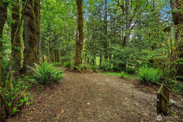 2920 39th Ln NW, Olympia, WA 98502 - view of tree filled area