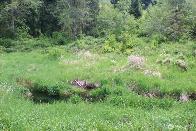 12597 US Highway 12, Randle, WA 98377 - view of wooded area