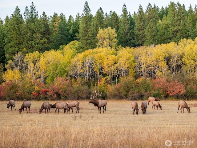 30 Symphony Ct, Cle Elum, WA 98922 - view of wooded area with a view of rural / pastoral area