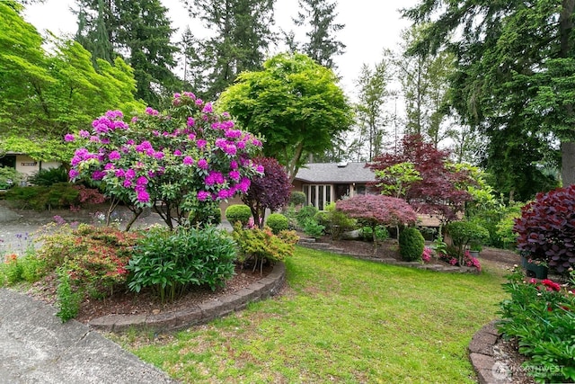 13219 SE 52nd Pl, Bellevue, WA 98006 - view of green lawn