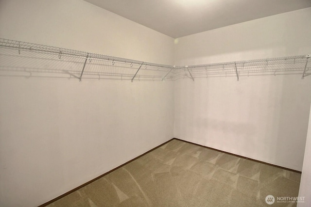 831 SW 364th Pl, Federal Way, WA 98023 - walk in closet with carpet flooring