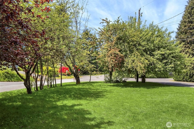 303 NE 133rd St, Seattle, WA 98125 - view of grassy yard