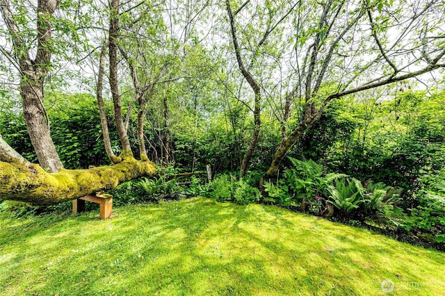 16672 Frontier St, Clallam Bay, WA 98326 - view of green lawn featuring a forest view