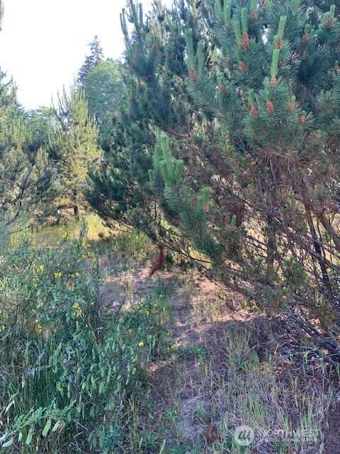 0 Z Pl, Ocean Park, WA 98640