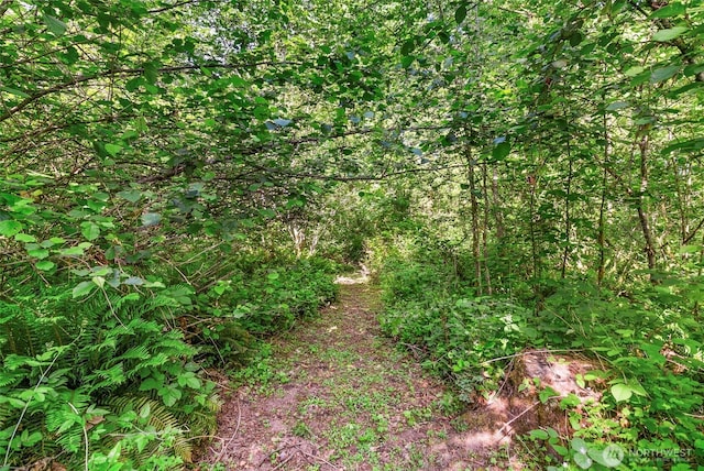 34821 NE Gable Ave, La Center, WA 98629 - view of undeveloped land