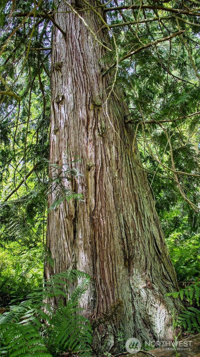 70 Cole Ave, Port Townsend, WA 98368 - view of local wilderness