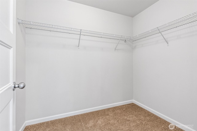 16617 8th Avenue Ct E Unit 9, Spanaway, WA 98387 - walk in closet featuring carpet flooring