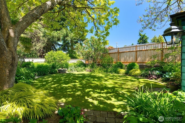 7008 25th Ave NE, Seattle, WA 98115 - view of yard