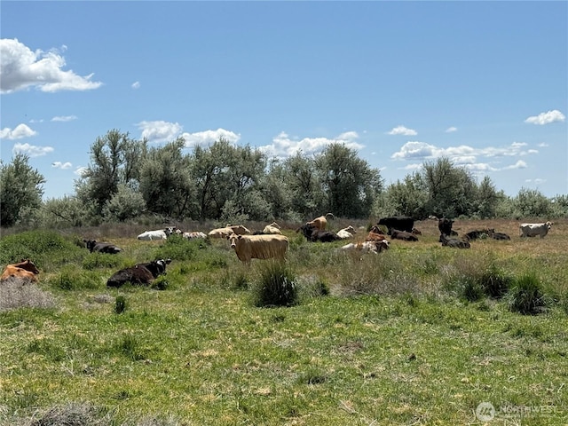 8708 Rd K Rd NE, Moses Lake, WA 98837 - view of nature featuring rural landscape