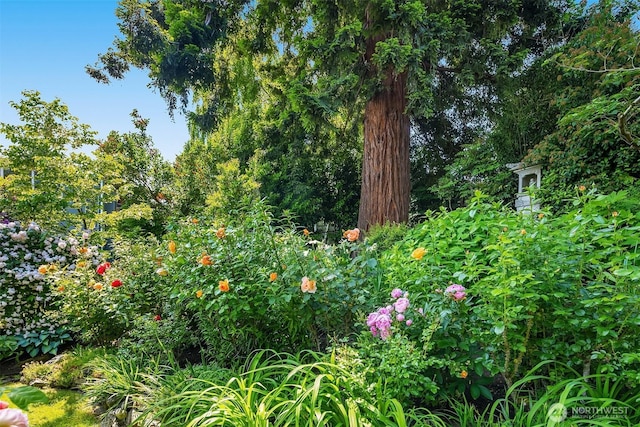 6045 Seward Park Ave S, Seattle, WA 98118 - view of nature