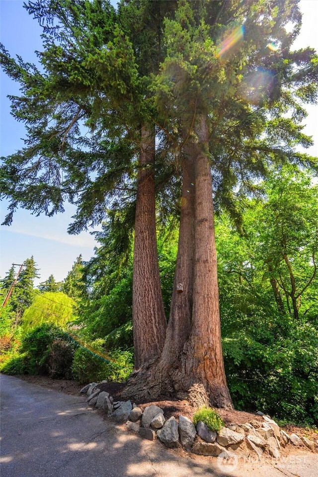 3536 Arbor St, Bellingham, WA 98229 - view of local wilderness