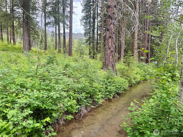 39 Ulrich Ln, Mazama, WA 98833 - view of woods