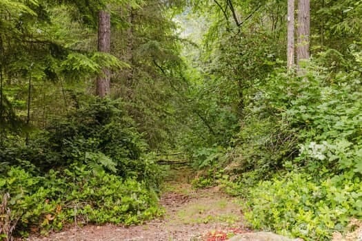 1155 Woods Rd SE, Port Orchard, WA 98366 - view of woods