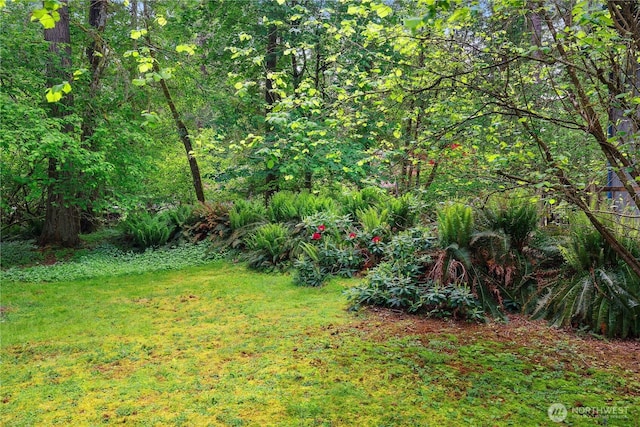7549 Siskin Dr SE, Olympia, WA 98513 - view of green lawn with a forest view